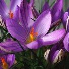 Crocus corsicus
